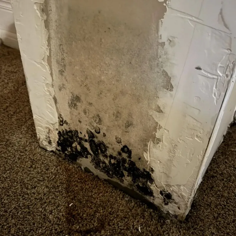 Professional Mold Removal in Ashburn, VA